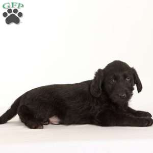 Junco, Labradoodle Puppy